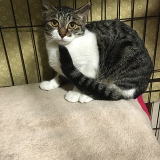 モモちゃんにおうち猫になるチャンスを！