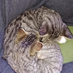 「姫&殿、よく食べ、よく遊び、よく寝て...」サムネイル2