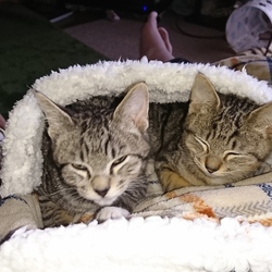 「姫&殿、よく食べ、よく遊び、よく寝て...」サムネイル3