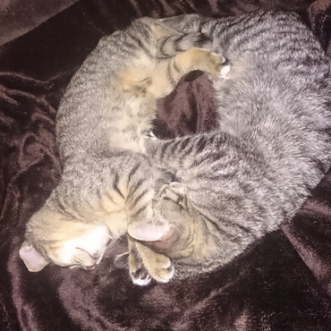 にゃんずが描く天使の輪♥️