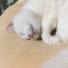 gata blanca