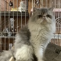 甘えん坊のエキゾチック君♡