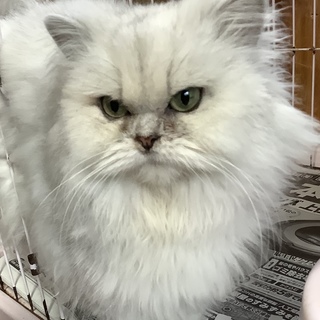 フワフワのチンチラです。