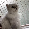 おしとやかなチンチラです