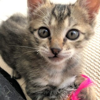 12/8水道橋★カツオ★元気いっぱいキジトラ男子