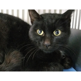 【動画あり！】♡甘えん坊黒猫の男の子♡