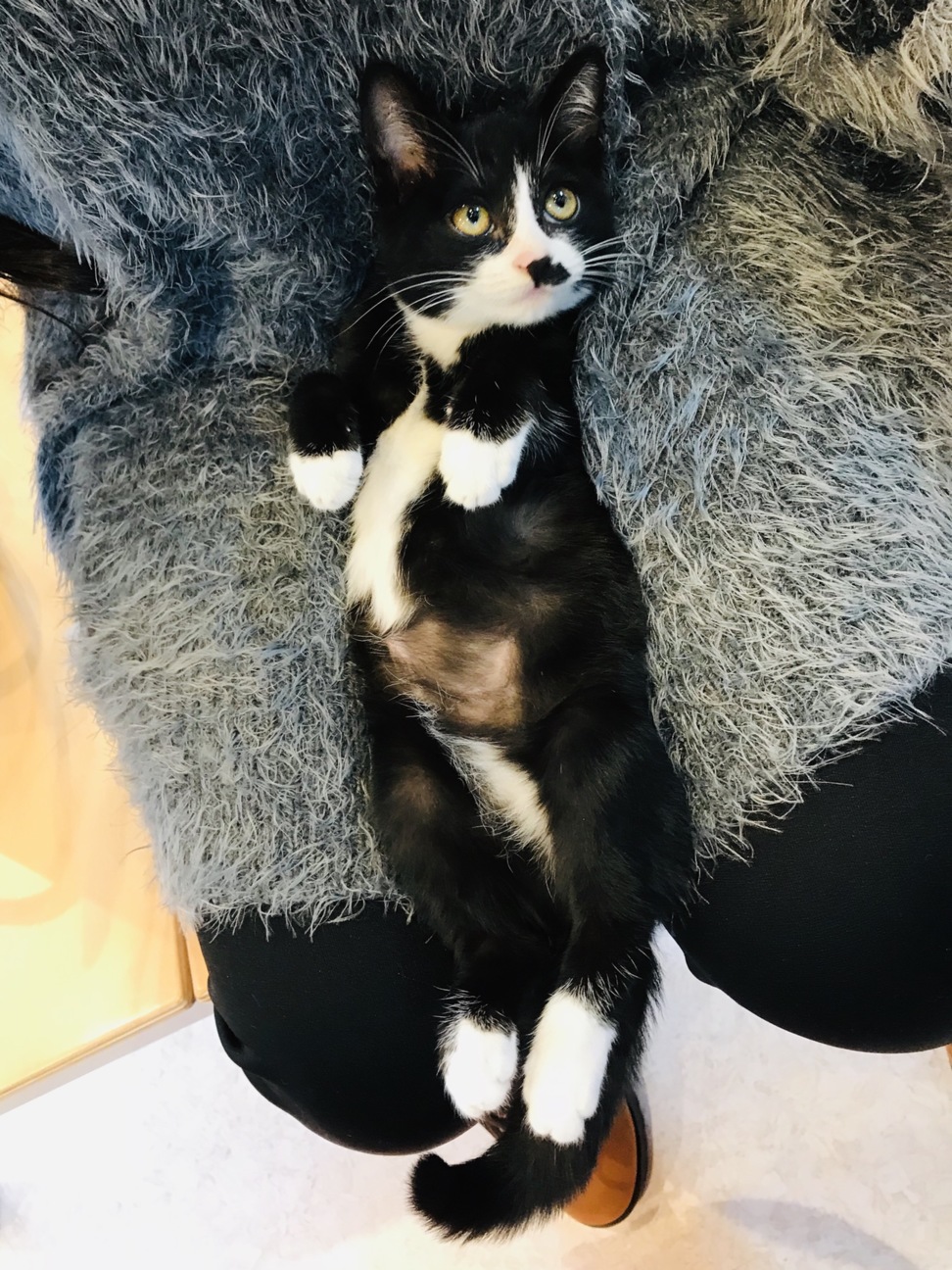 トンビに襲われる所を危機 鹿児島県 猫の里親募集 ペットのおうち 月間利用者150万人