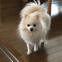 メイ