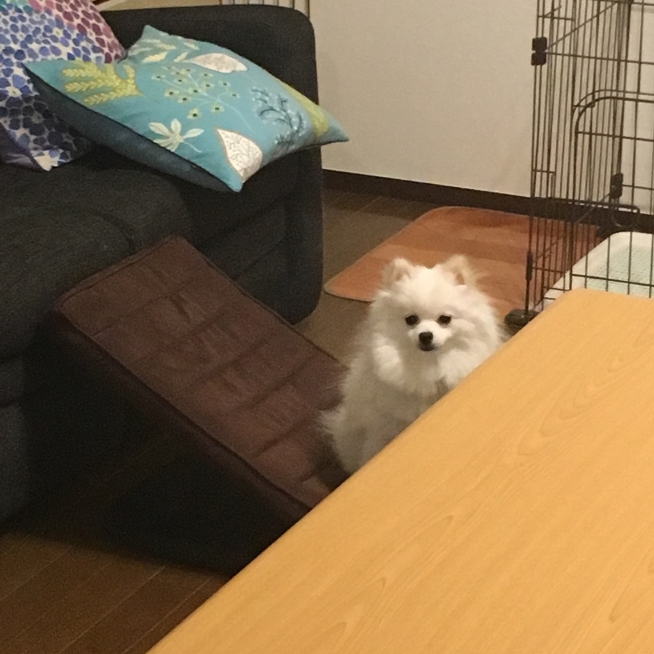 メイのカバー写真