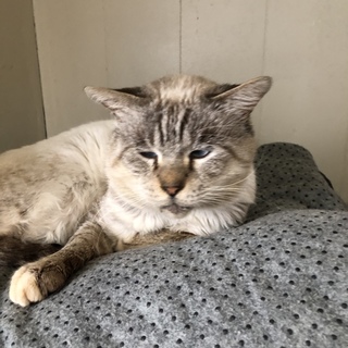 大人しく甘えたな男の子です。