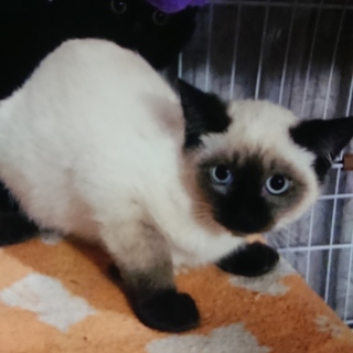 子猫の里親を募集しております！