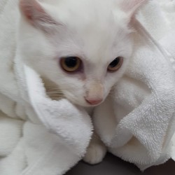 「借りてきた猫」サムネイル2