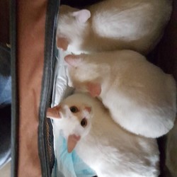 「借りてきた猫」サムネイル3