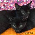 募集停止中ハンサムな黒猫2兄弟-クロスケくん