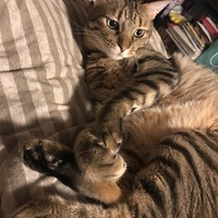 しまんちゅ
