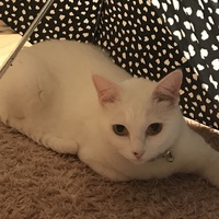 ちよちゃん