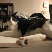 くおおん