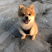 獅子丸