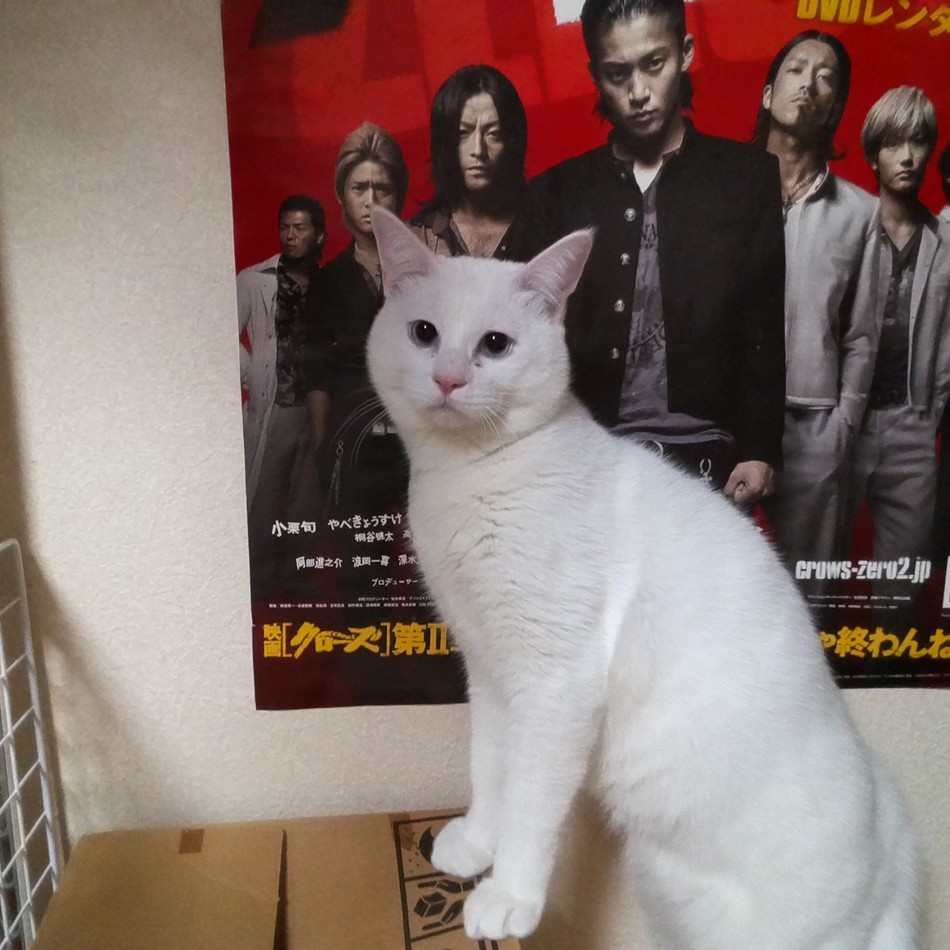 こてつのカバー写真
