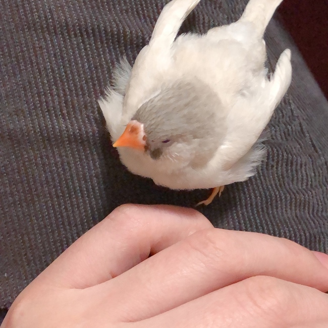 トット0727のカバー写真