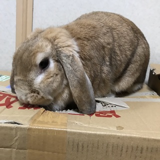 可愛くて大人しいホーランドロップです