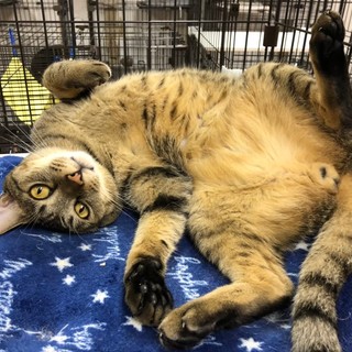 貫禄たっぷり 自由を愛するトラ兄　♂