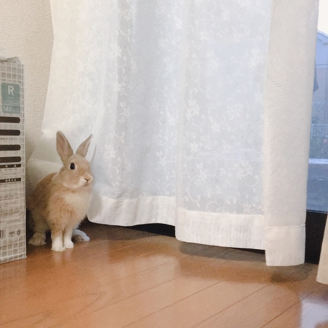 Maimai19980407のカバー写真