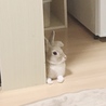 ミニちゃん