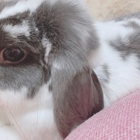 ごま