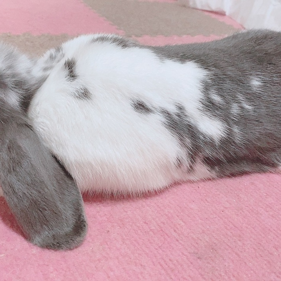 ごまのカバー写真