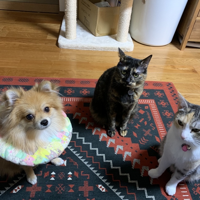 ヒゲの女房のカバー写真