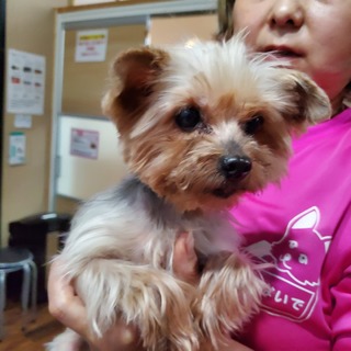 この子を助けてください。