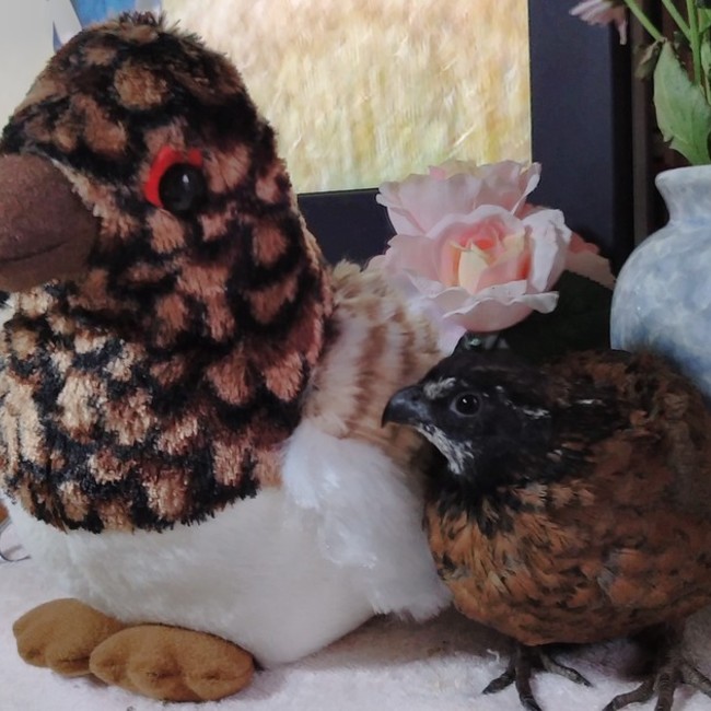 TRUENO6053のカバー写真