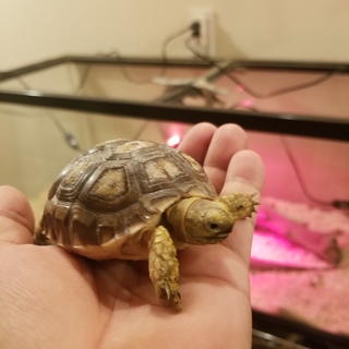 ケヅメリクガメベビー