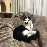 くま