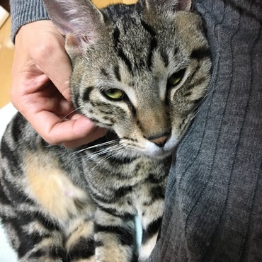 ぴと。くっついて甘える海ちゃん。