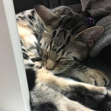 ぴと。くっついて寝る海ちゃん。