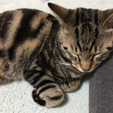 足を枕にくっついて寝る海ちゃん。