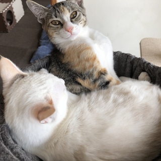 かぶきちゃん、3ヶ月、女の子
