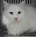 里親様に迎えられました。成猫　白黒　294
