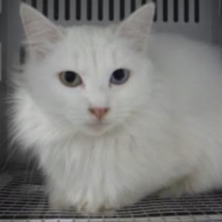 里親様に迎えられました。成猫　白黒　294