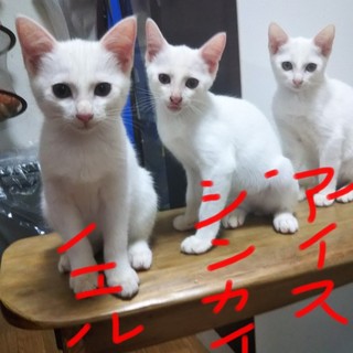 ホワイトクリスマス