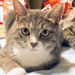 甘えんぼちょび子