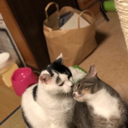 「甘えんぼちょび子」サムネイル2