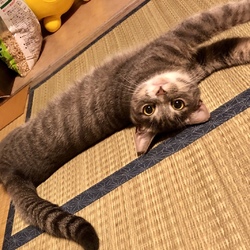 「甘えんぼちょび子」サムネイル3