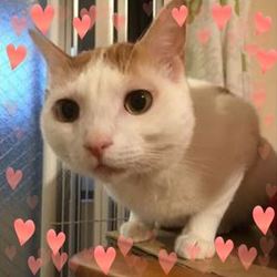 稲毛駅近くで保護猫譲渡会　開催です！ サムネイル3