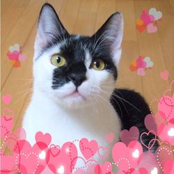 稲毛駅近くで保護猫譲渡会　開催です！ サムネイル2