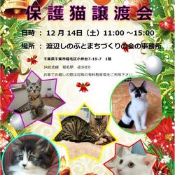 稲毛駅近くで保護猫譲渡会　開催です！