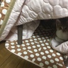 妖怪 こたつ猫