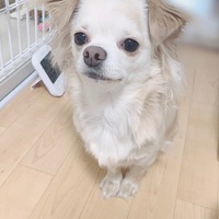 レディ